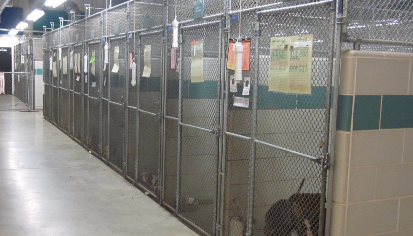 Kent County Humane Society 